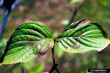 Figure 2.  Leaf spots and necrotic blotches from an infected dogwood.  Photo by Robert L. Anderson, courtesy of forestryimages.org.