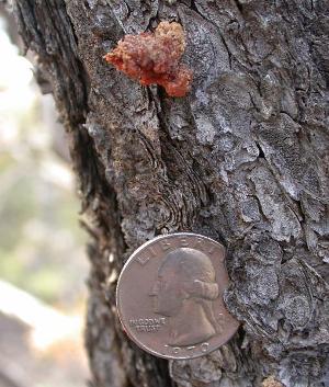 Example of a pitch tube with a quarter for size reference.  Some highly stressed trees may not produce pitch tubes.